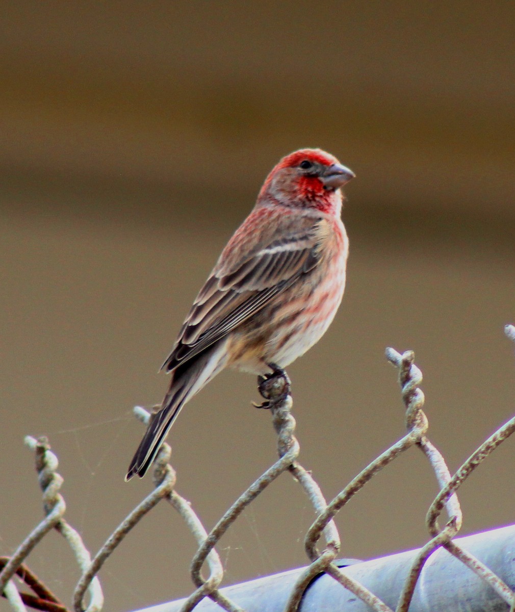 House Finch - Paul Fenwick