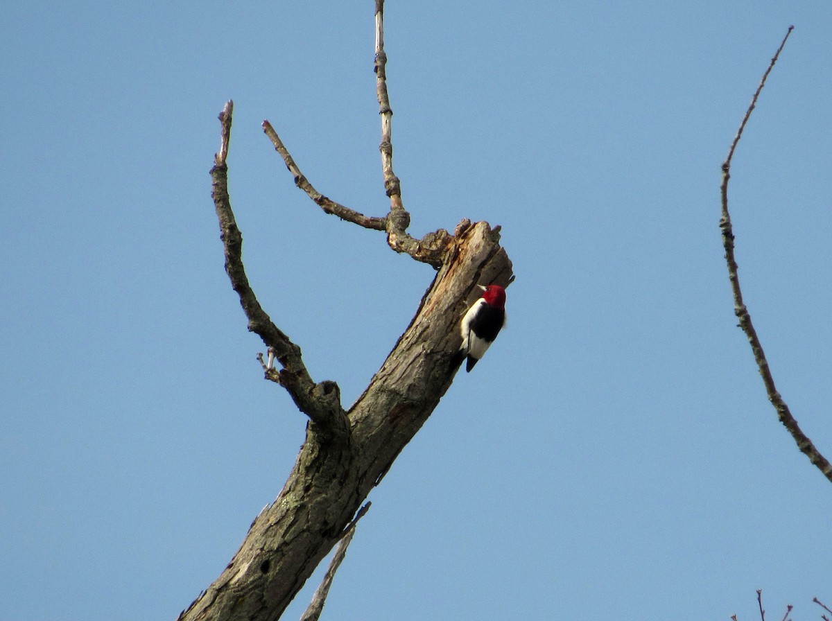 Red-headed Woodpecker - ML208680611