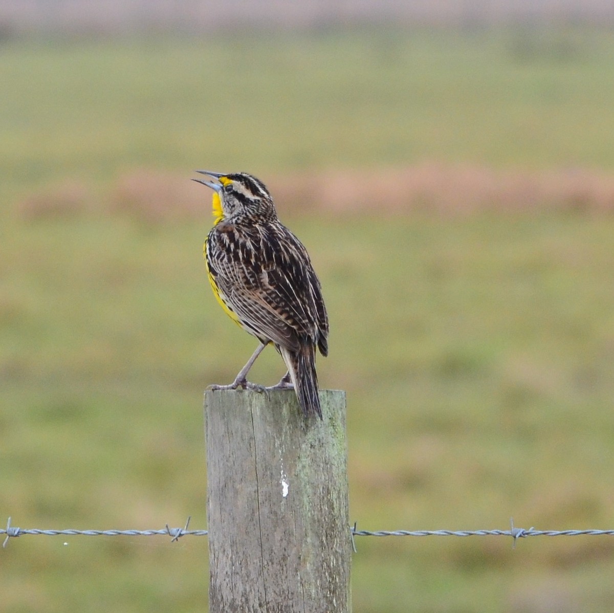 Eastern Meadowlark (Eastern) - ML208680731