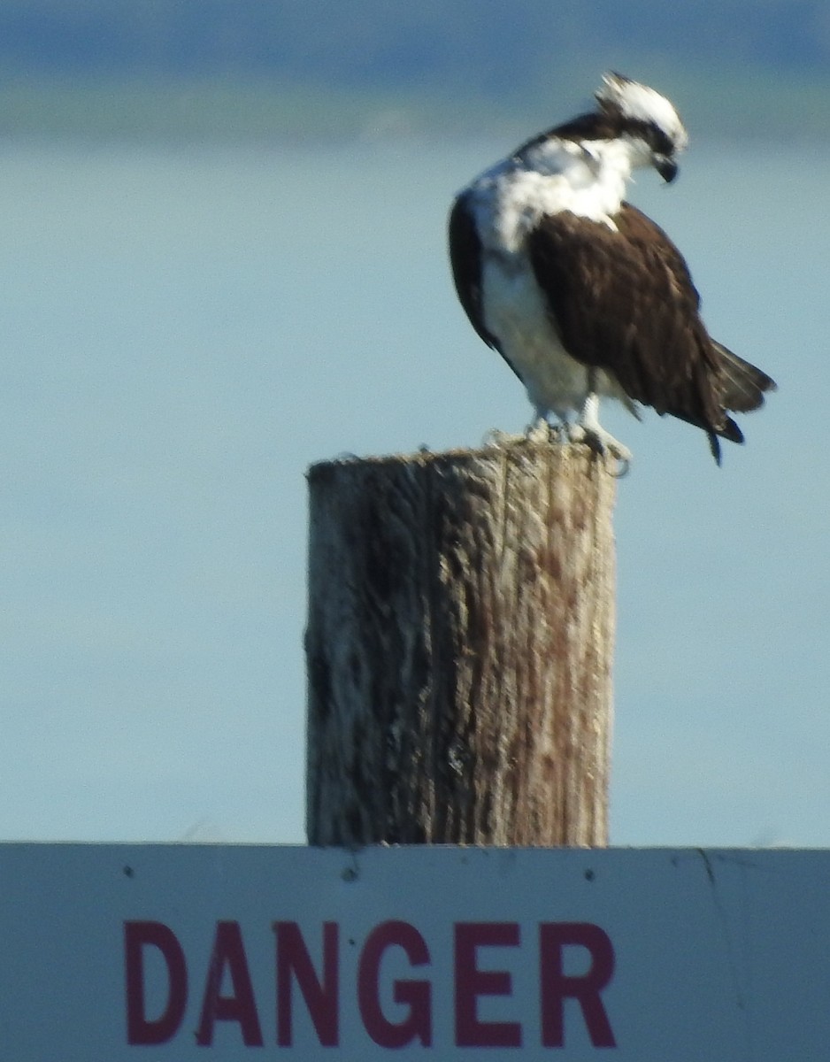 Balbuzard pêcheur - ML208681201