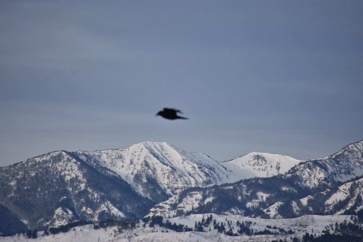 Common Raven - ML208681701