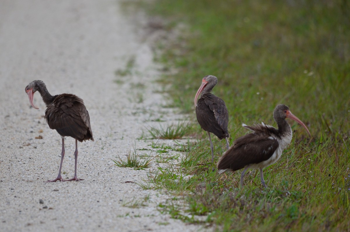 White Ibis - ML208681951