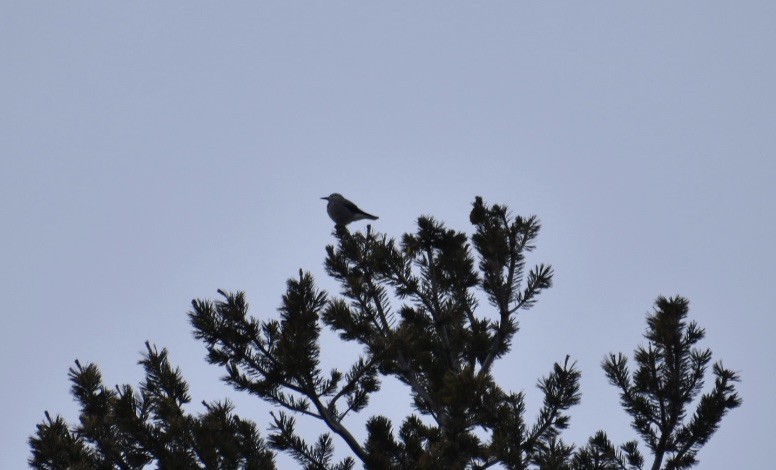 Clark's Nutcracker - ML208682041