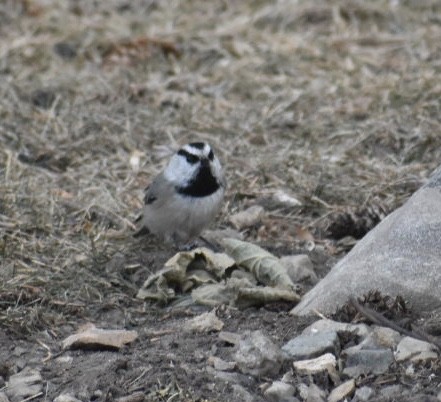 Mésange de Gambel - ML208682611