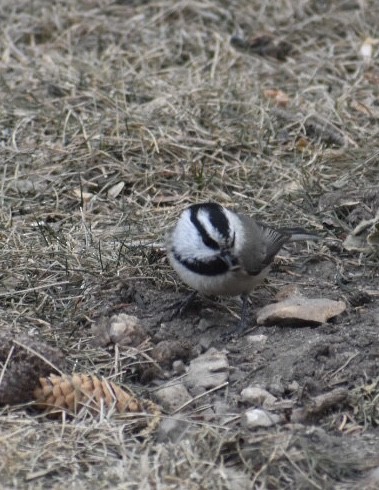 Mountain Chickadee - ML208682641