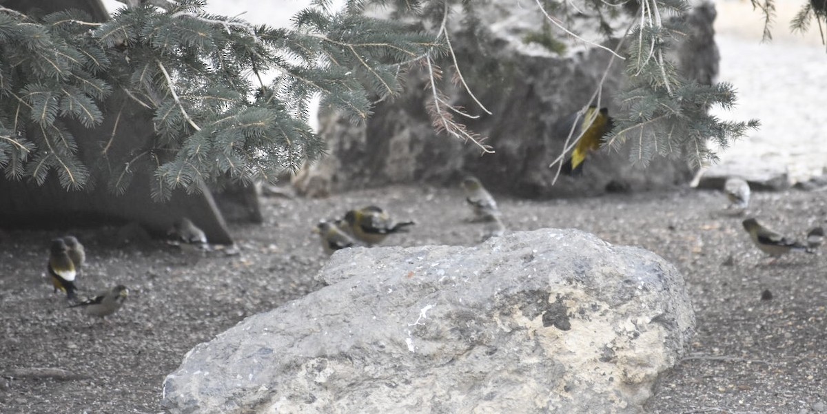 Evening Grosbeak - ML208682711