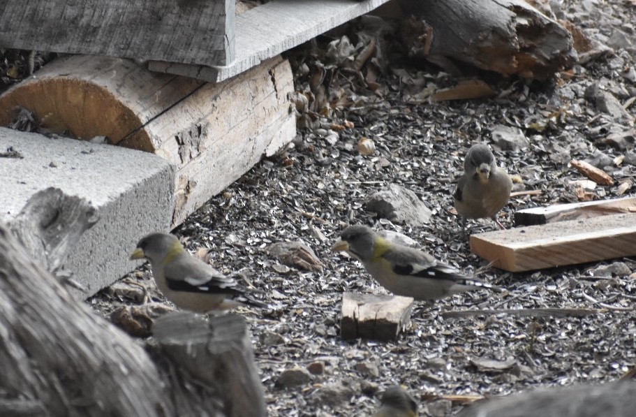 Evening Grosbeak - ML208682841