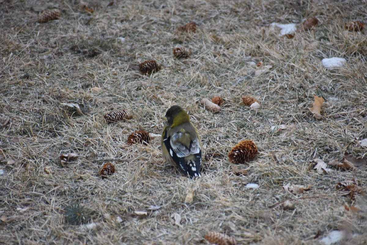 Evening Grosbeak - ML208682861