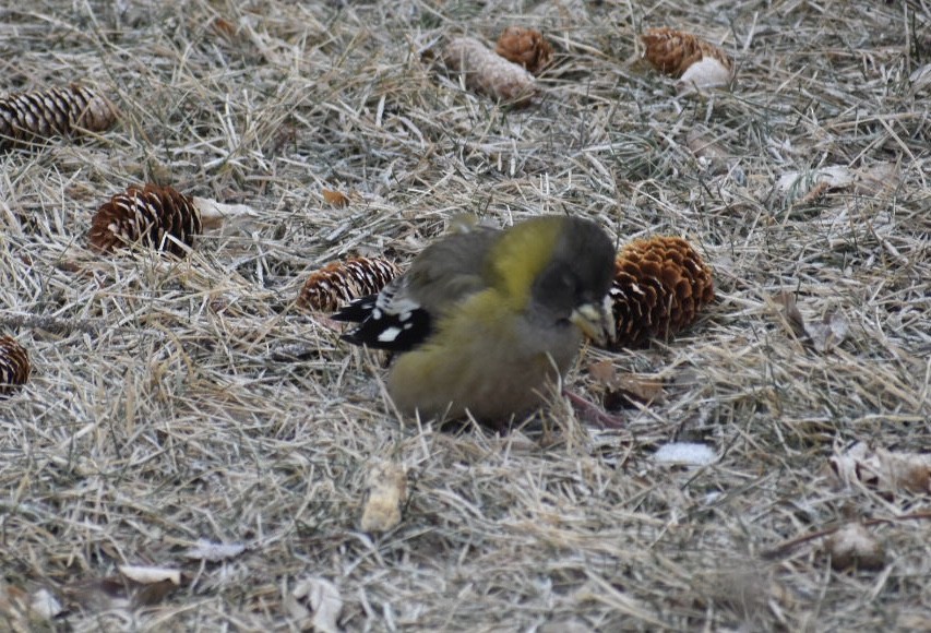 Evening Grosbeak - ML208682881