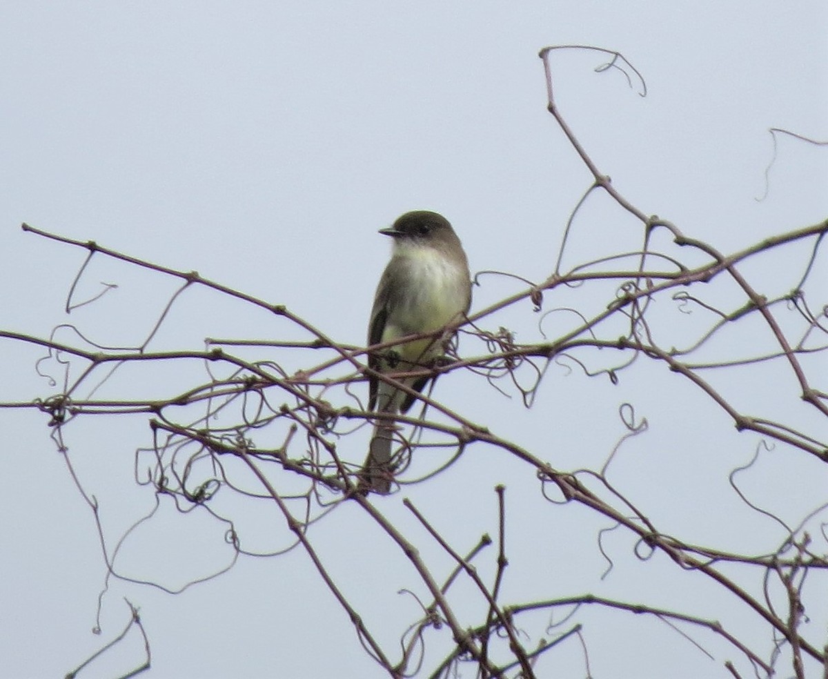 Eastern Phoebe - ML208682891