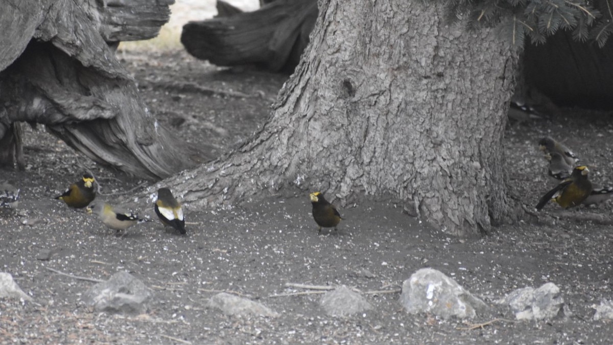 Evening Grosbeak - ML208682911