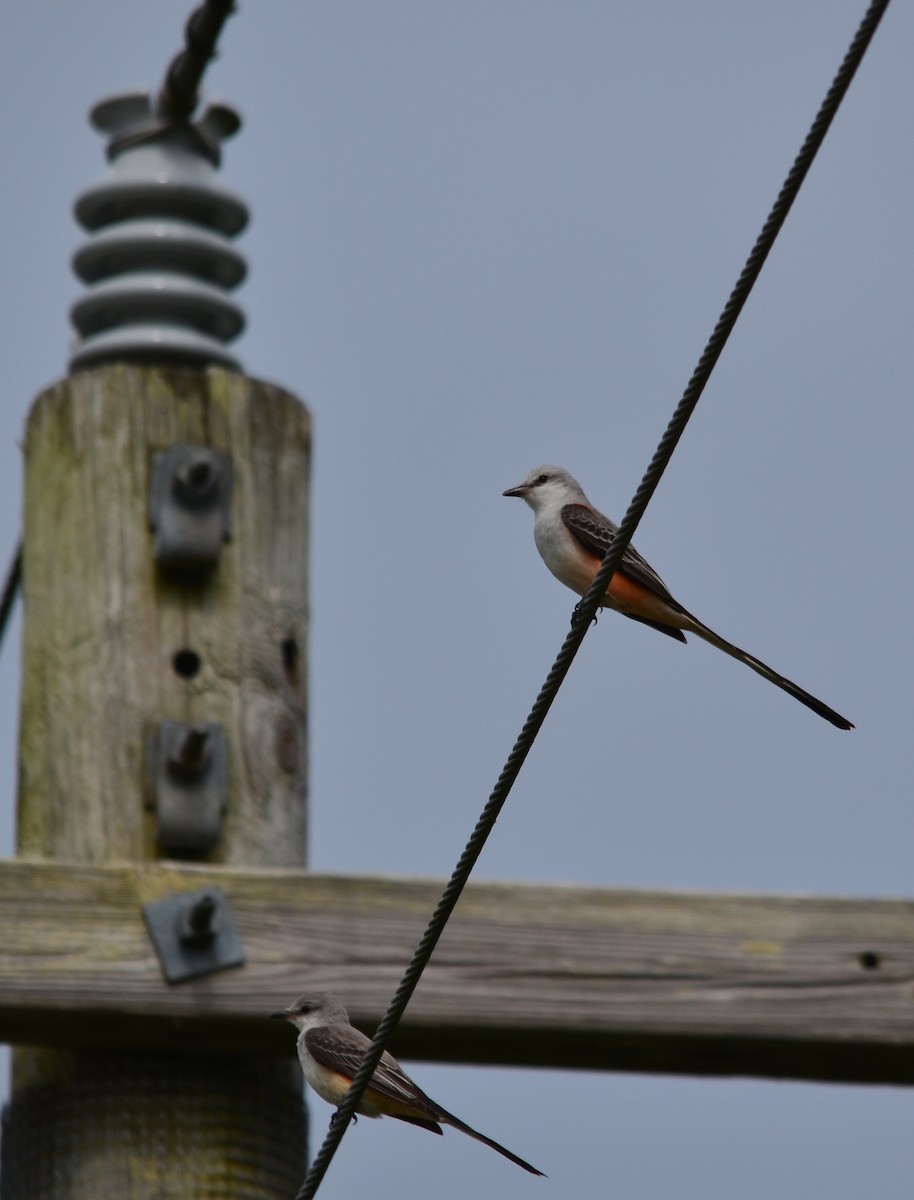 Scissor-tailed Flycatcher - ML208683461