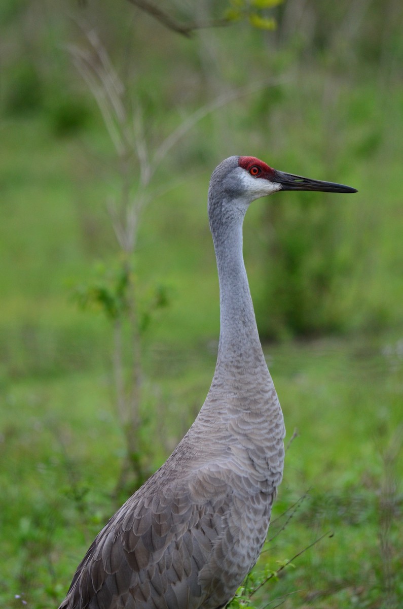 Sandhill Crane - ML208683661