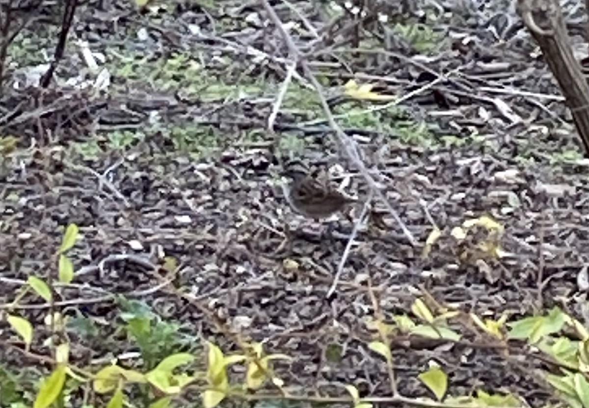 White-throated Sparrow - ML208683951