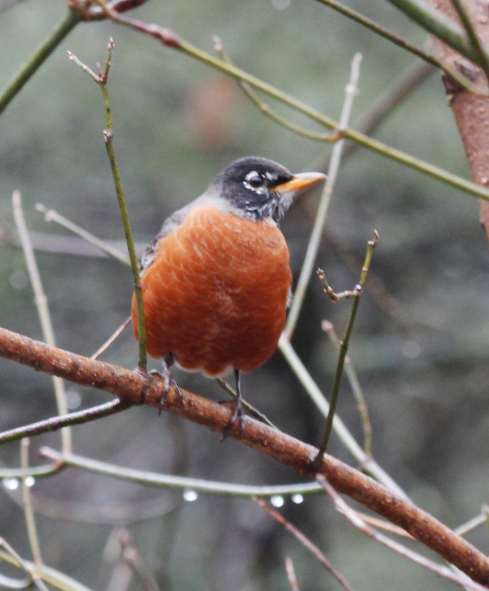 American Robin - ML208684221