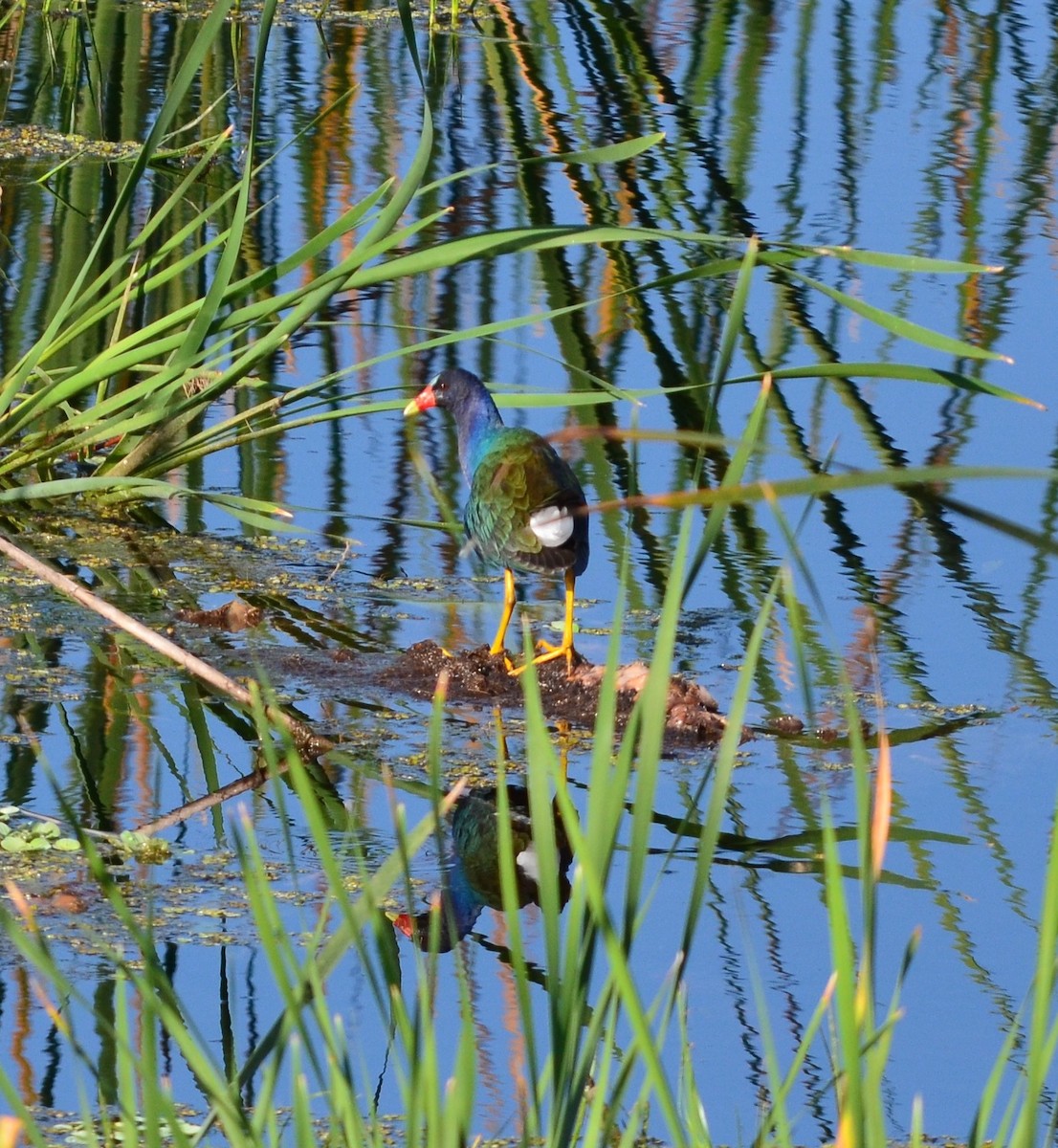 Purple Gallinule - Paula Theobald