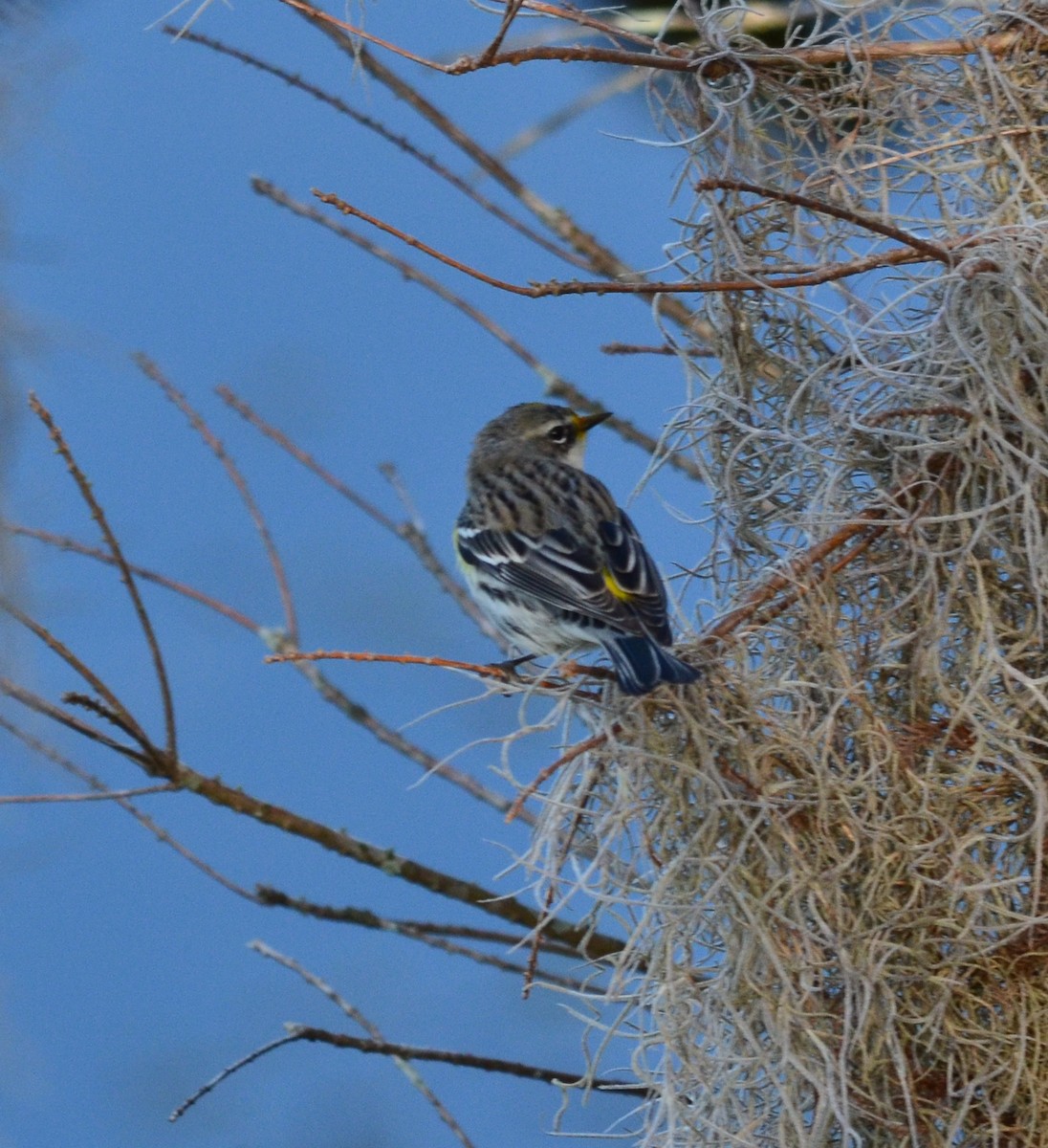 Yellow-rumped Warbler - ML208684351