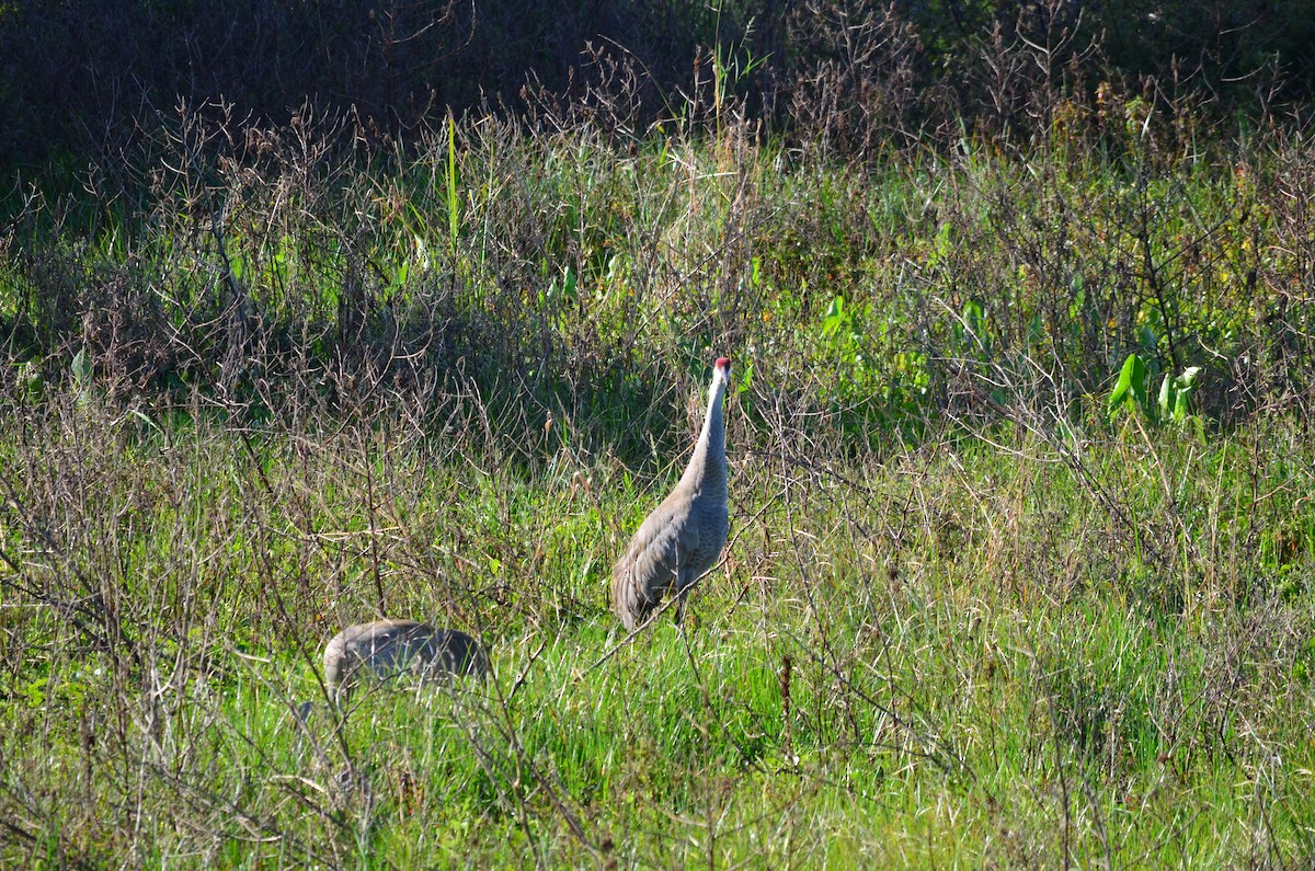 Sandhill Crane - Paula Theobald