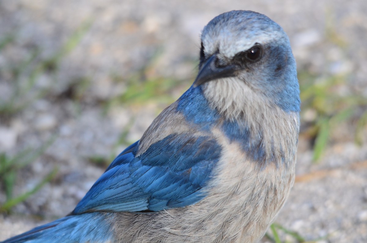 Florida Scrub-Jay - ML208684631