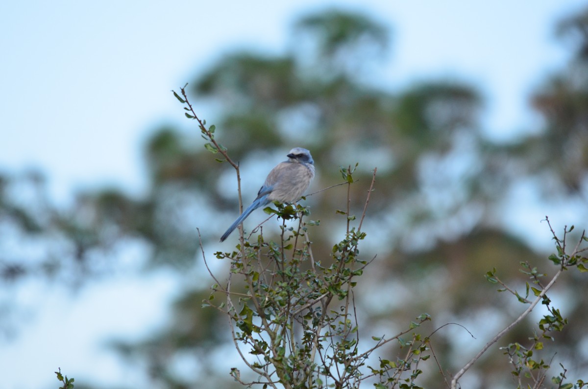 Florida Scrub-Jay - ML208684671