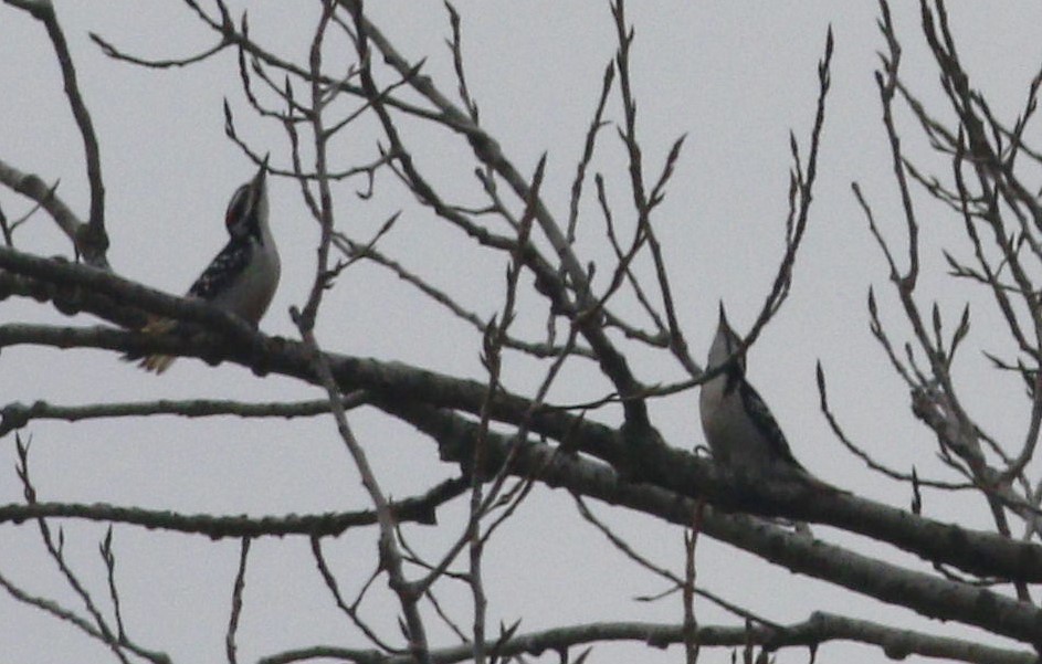 Hairy Woodpecker - ML208685801