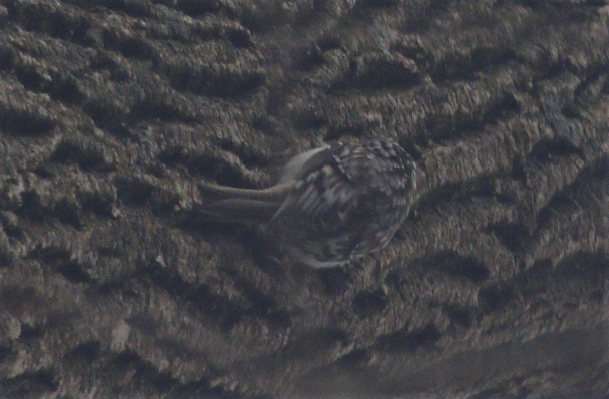 Brown Creeper - ML208685831