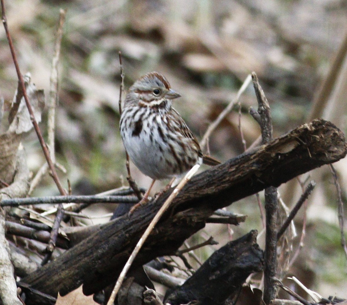 Song Sparrow - ML208685921