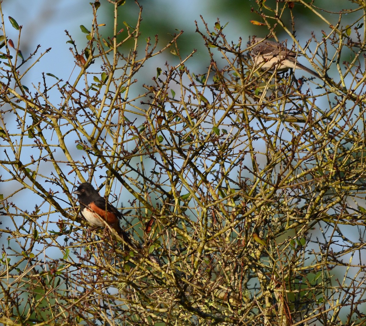 Eastern Towhee - ML208686501