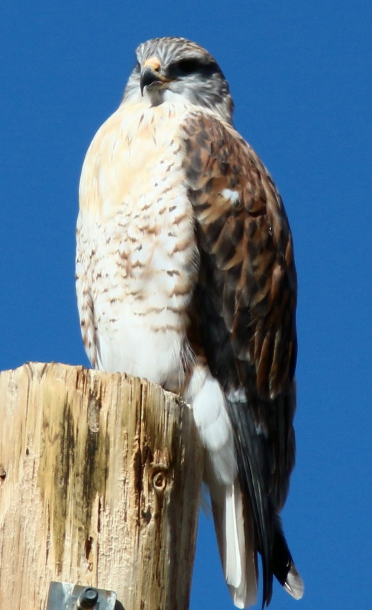 Ferruginous Hawk - ML20868681
