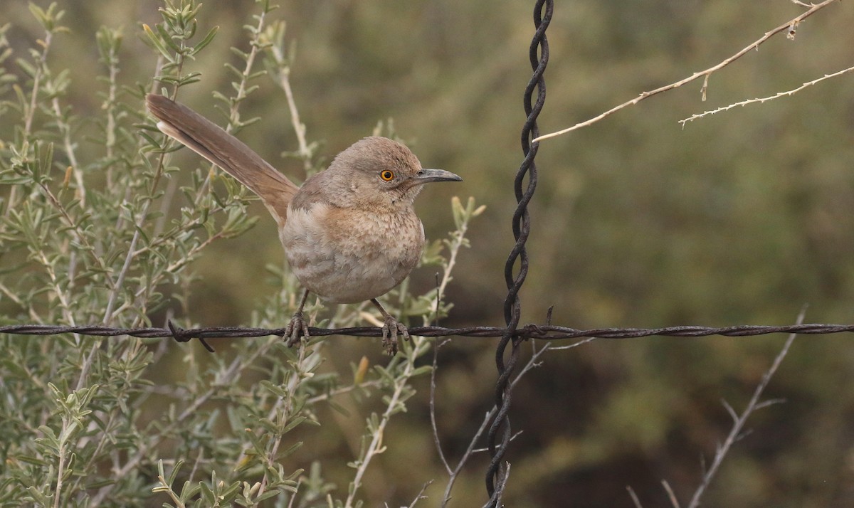 Bendire's Thrasher - Tony Battiste