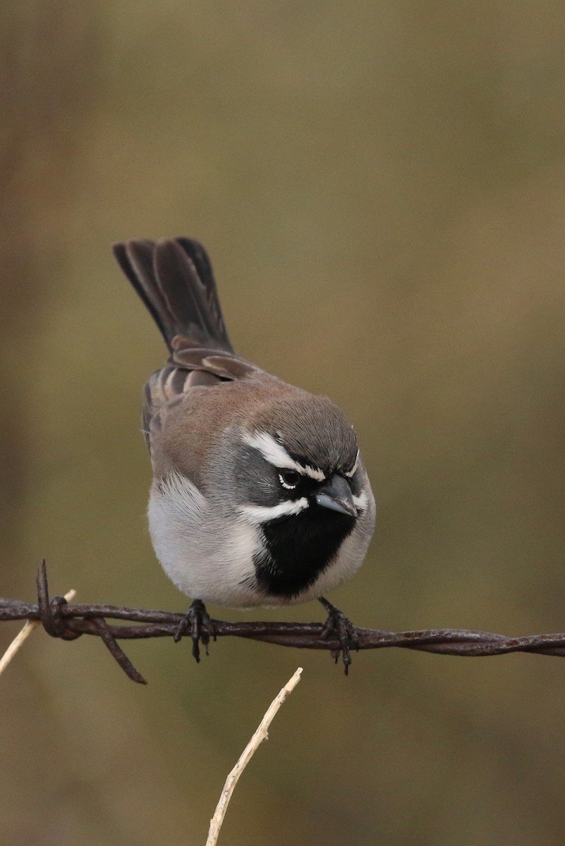 Black-throated Sparrow - Tony Battiste