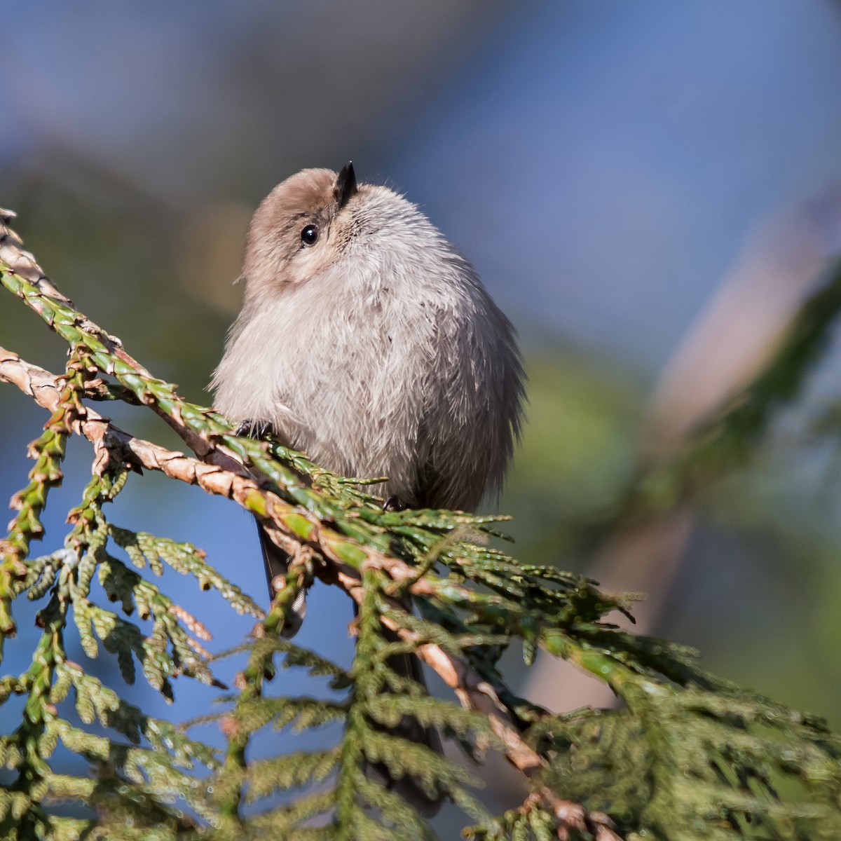 Bushtit - Nick Balachanoff