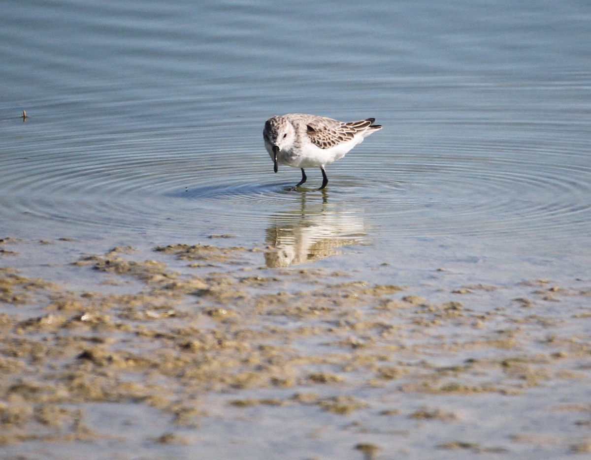 Sanderling - Anonymous