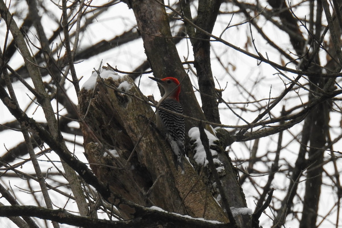 Red-bellied Woodpecker - ML208693041