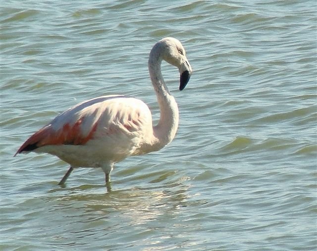 Chilean Flamingo - ML208693431