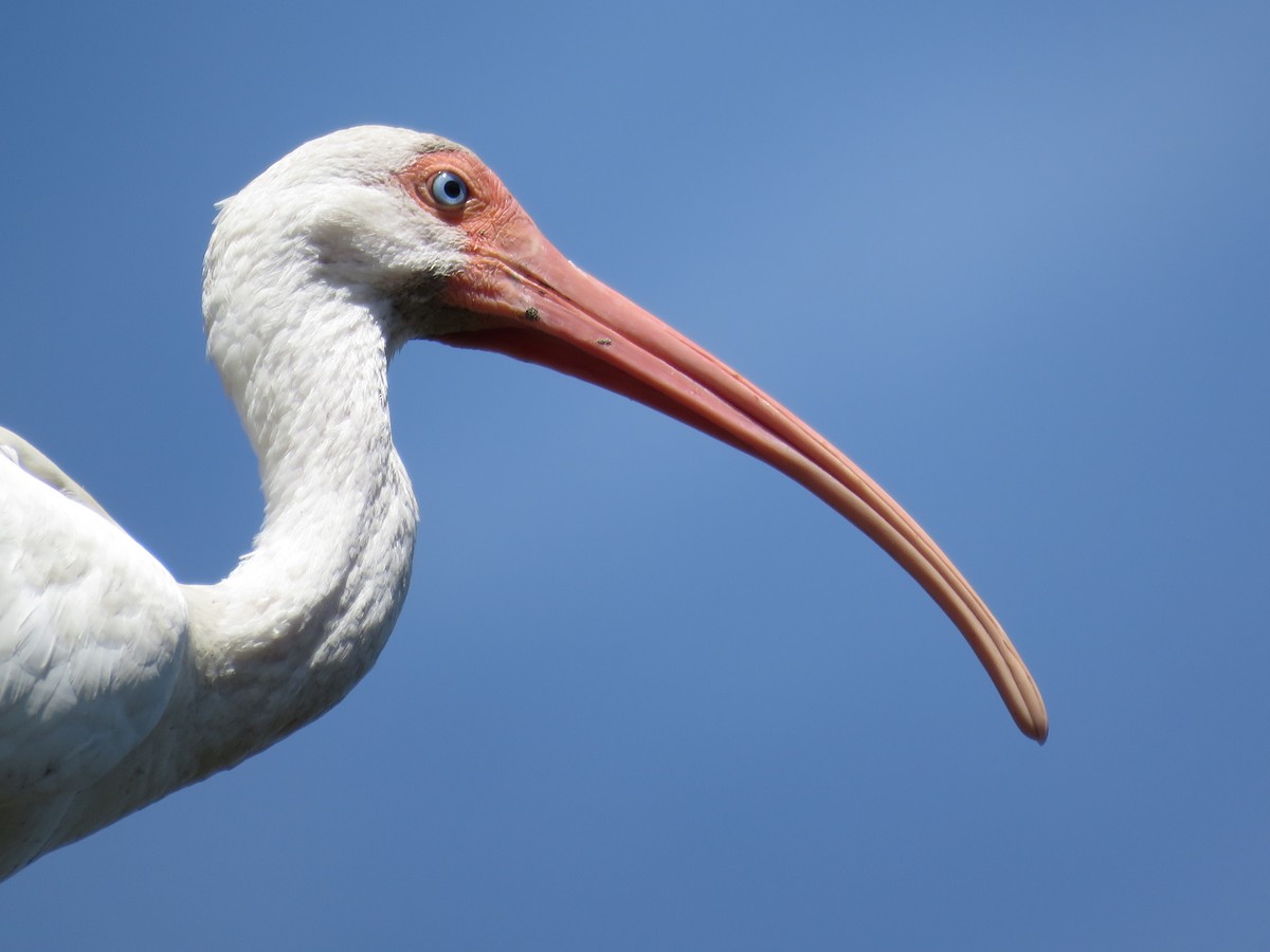 ibis bílý - ML208694111