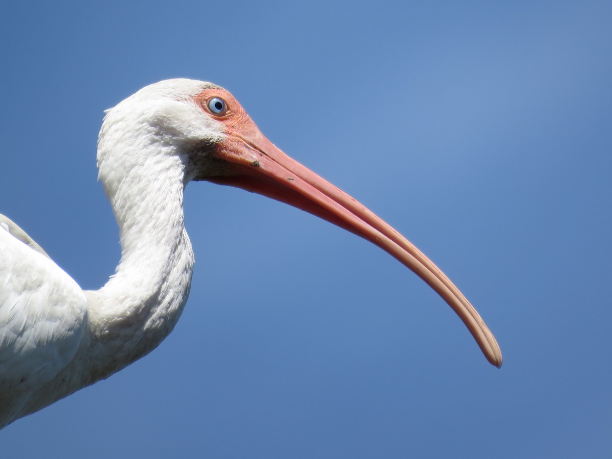 White Ibis - ML208694161