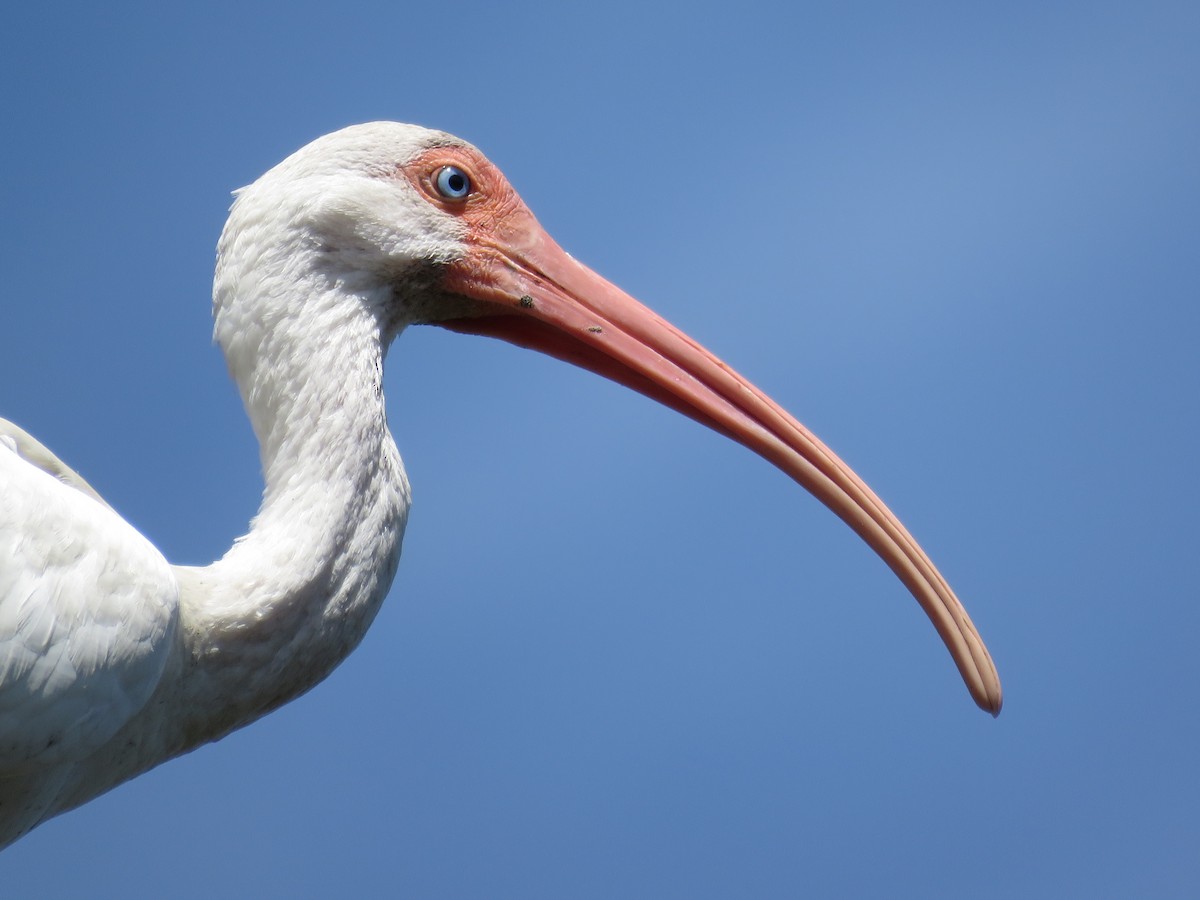 ibis bílý - ML208694181