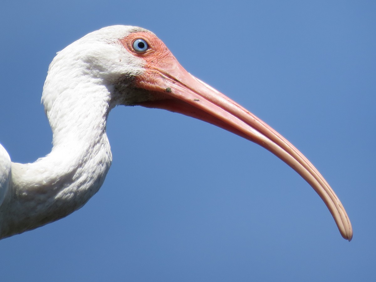 White Ibis - ML208694281