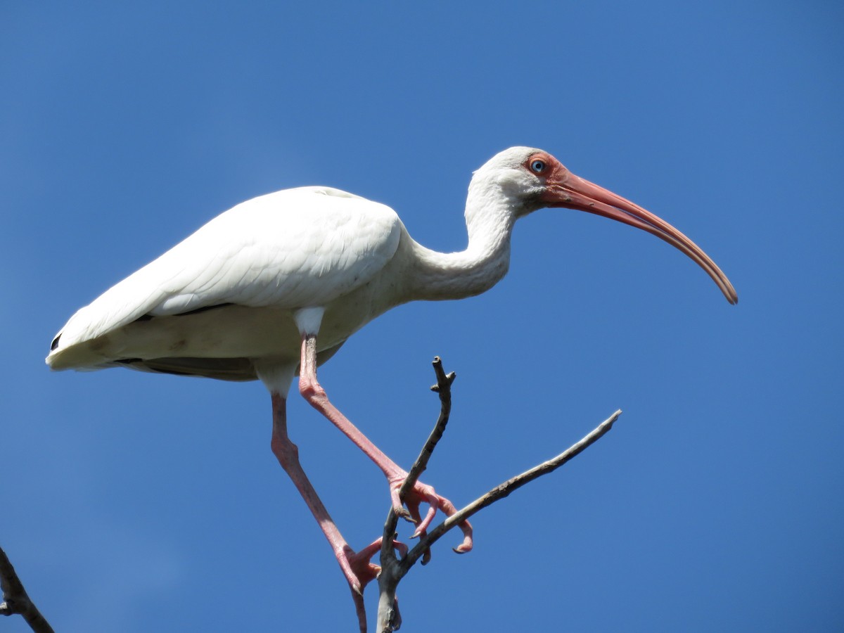 White Ibis - ML208694411