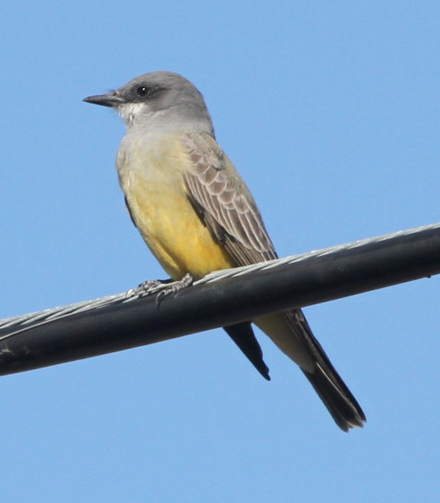 Cassin's Kingbird - ML20869451