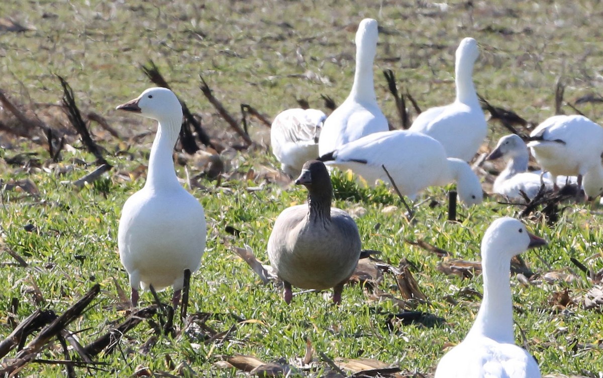 Pink-footed Goose - ML208699121