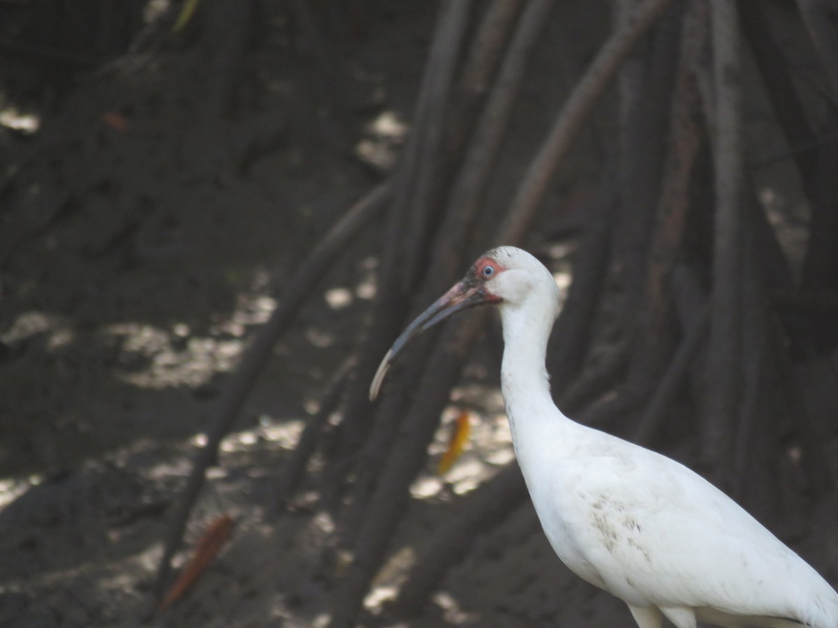 White Ibis - ML208700211