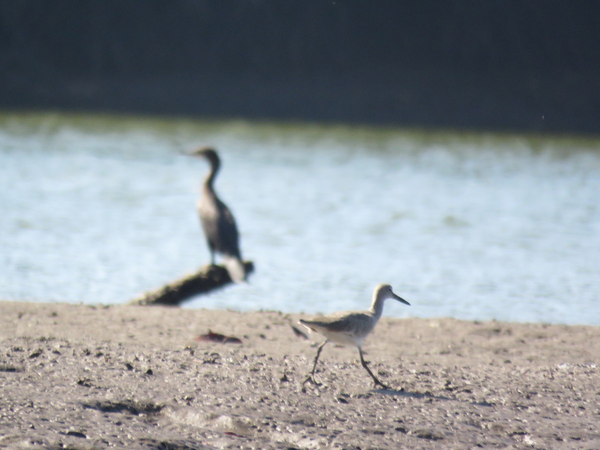 Willet - Mayron McKewy Mejia