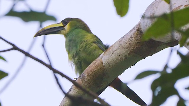 Northern Emerald-Toucanet - ML208700831