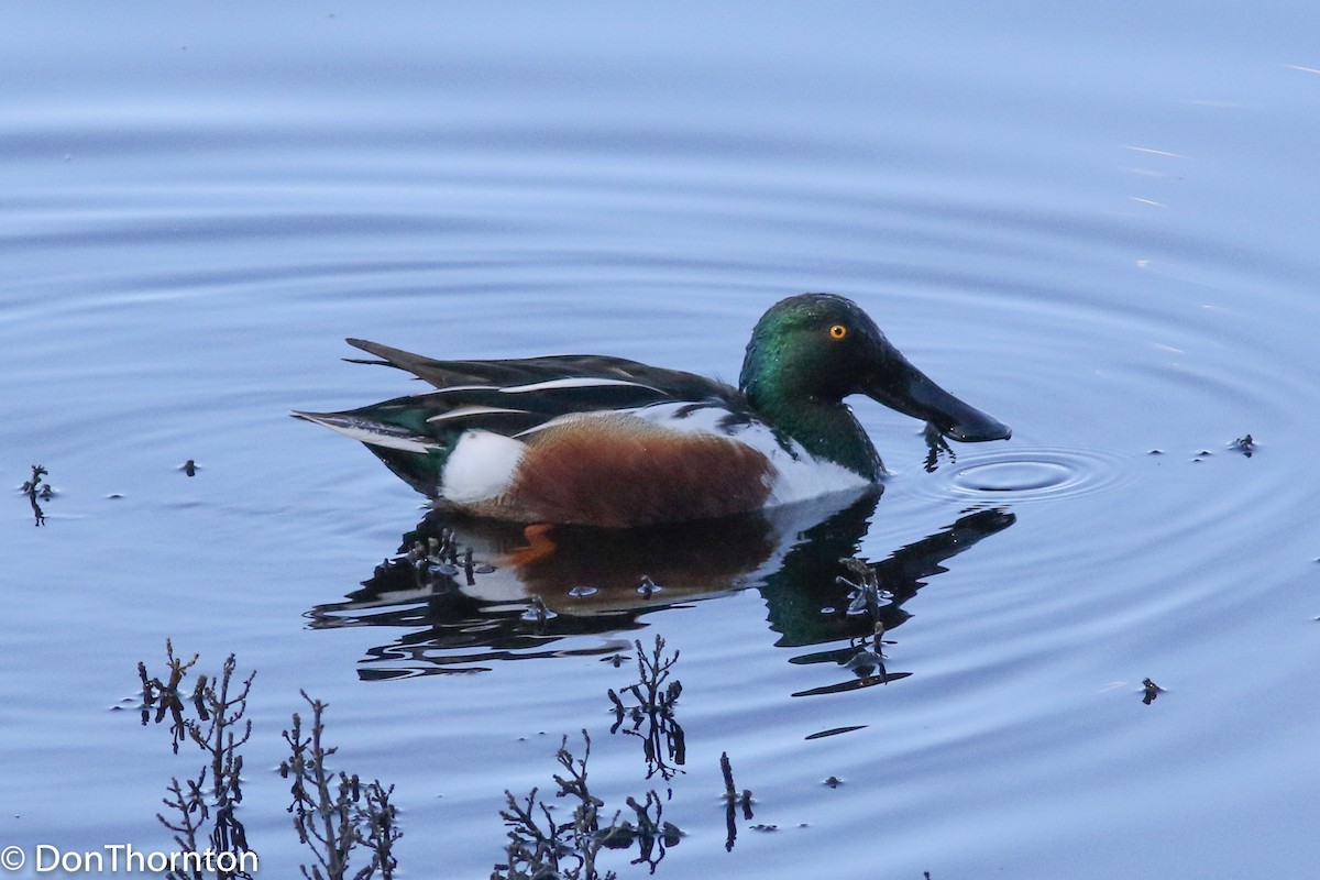 Northern Shoveler - ML208701461