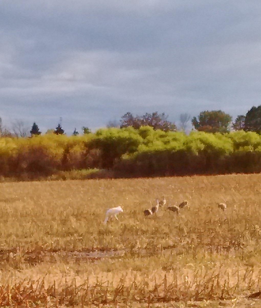 Whooping Crane - ML208702641