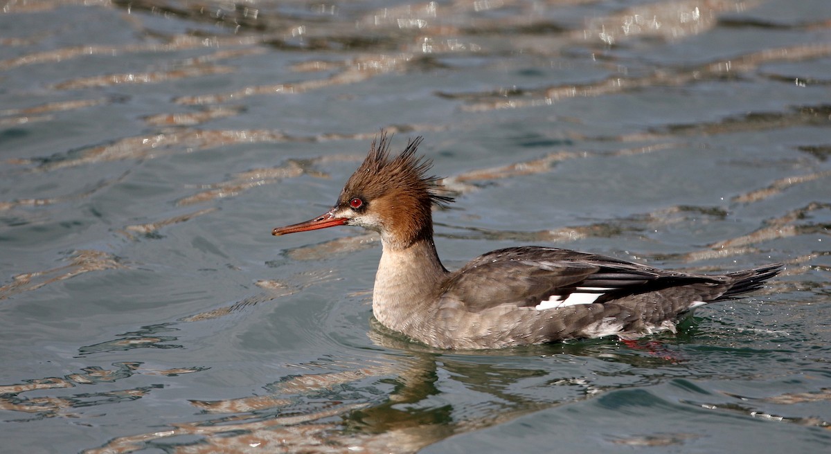 Red-breasted Merganser - Jay McGowan