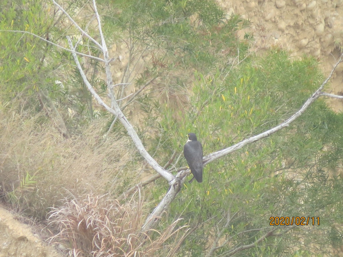 Peregrine Falcon - ML208707711