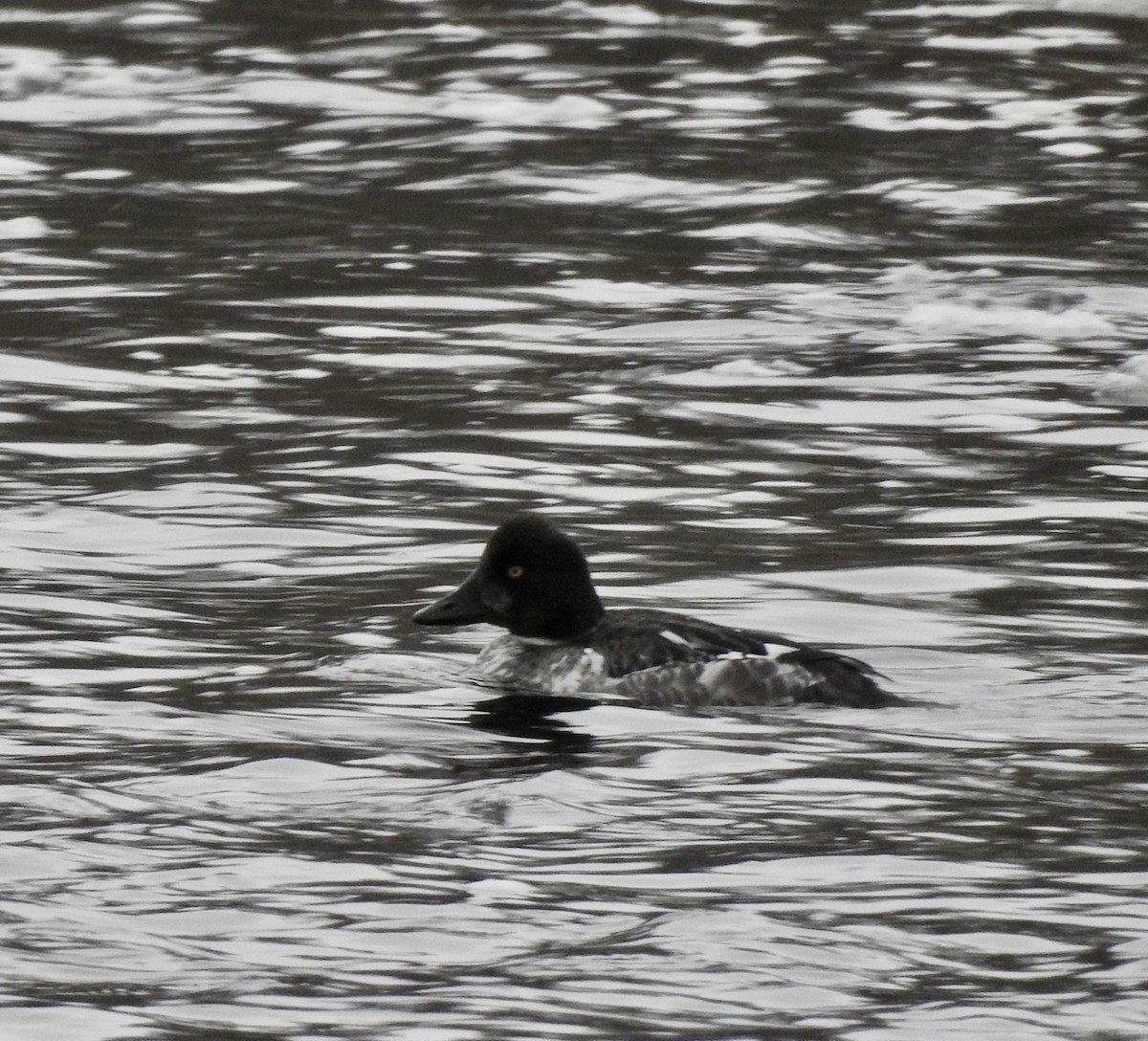 Common Goldeneye - ML208709001